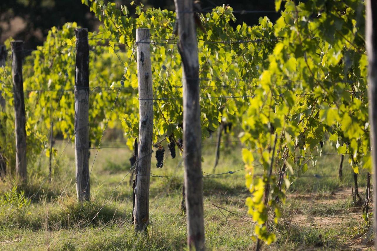 Agriturismo Le Baccane Vinci Zewnętrze zdjęcie