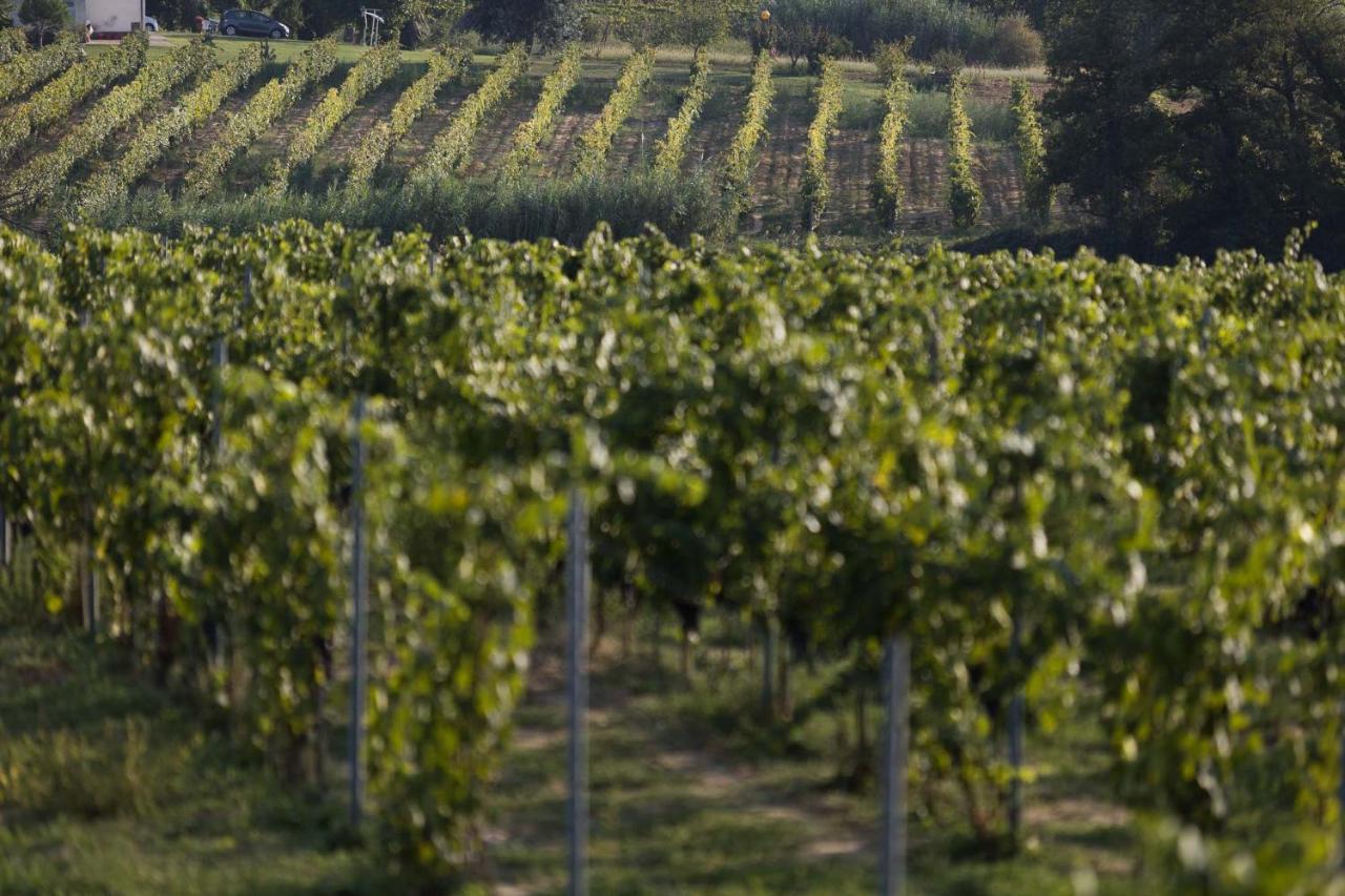 Agriturismo Le Baccane Vinci Zewnętrze zdjęcie