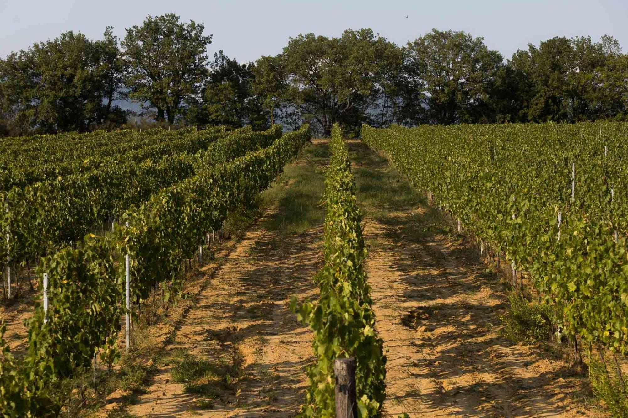 Agriturismo Le Baccane Vinci Zewnętrze zdjęcie