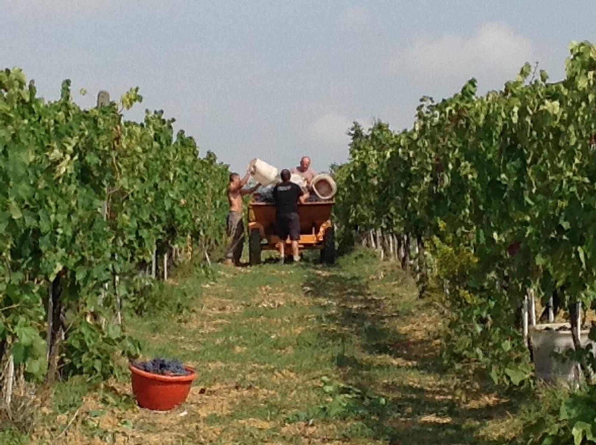 Agriturismo Le Baccane Vinci Zewnętrze zdjęcie