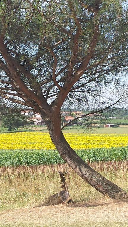 Agriturismo Le Baccane Vinci Zewnętrze zdjęcie